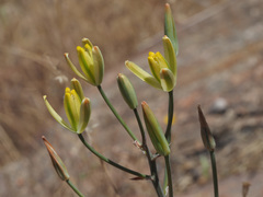 Albuca longipes