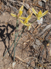 Albuca longipes