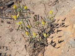 Albuca longipes