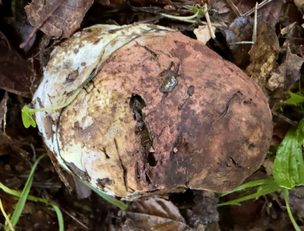 Suillellus amygdalinus · December 2025 · photo: © hllrnnr (iNaturalist, cc0)