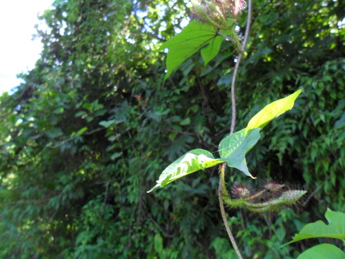 Image of Ipomoea setosa by (c) Alexis López Hernández, some rights reserved (CC BY)