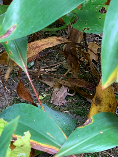 iNaturalist observation photo of Wood Frog