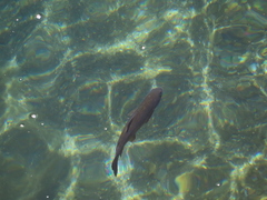 Oncorhynchus masou formosanus