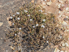 Wahlenbergia decipiens
