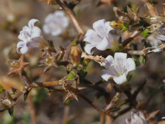 Wahlenbergia decipiens