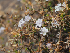 Wahlenbergia decipiens