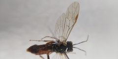 Tenthredo ferruginea
