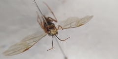 Tenthredo ferruginea