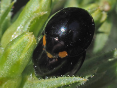 Exochomus flavipes