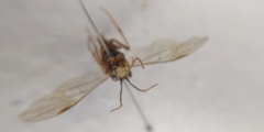 Tenthredo ferruginea