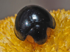 Exochomus flavipes
