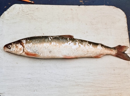 Arctic cisco (Coregonus autumnalis) — Salmonidae — 2