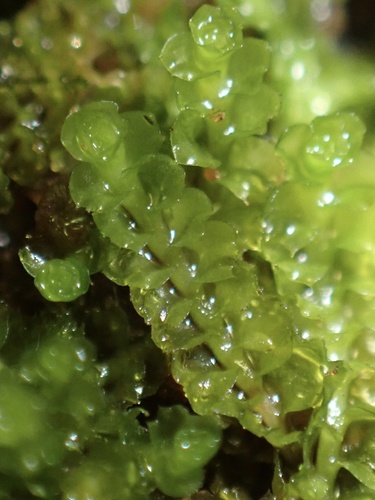 Large Notchwort (Trilophozia quinquedentata)