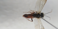 Tenthredo ferruginea