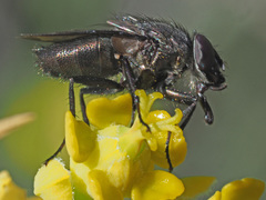 Cosmina fuscipennis