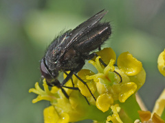 Cosmina fuscipennis