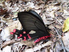 Byasa polyeuctes termessus