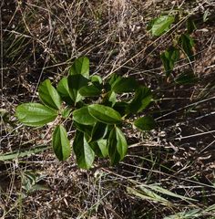 Albertisia delagoensis