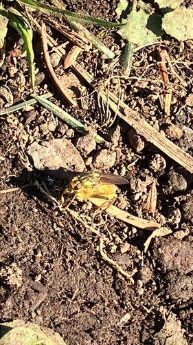 Unknown species found near Otis, OR, US