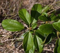 Albertisia delagoensis