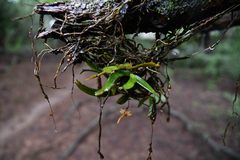 Angraecum cultriforme