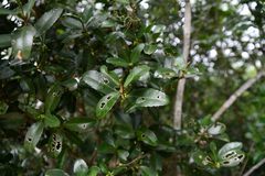 Cassipourea malosana