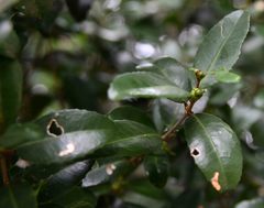 Cassipourea malosana