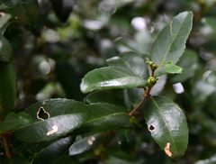 Cassipourea malosana