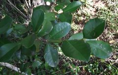 Cassipourea malosana