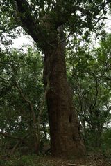 Cleistanthus schlechteri