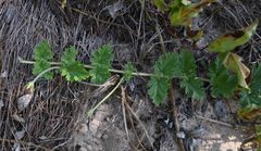 Dicerocaryum forbesii
