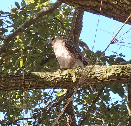 Cooper's Hawk