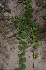 Dicerocaryum forbesii
