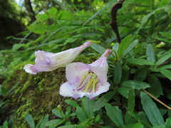 Lysionotus pauciflorus pauciflorus