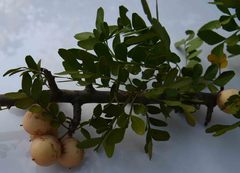 Haplocoelum foliolosum