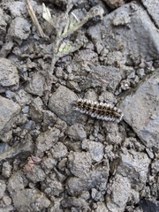 Lophocampa roseata