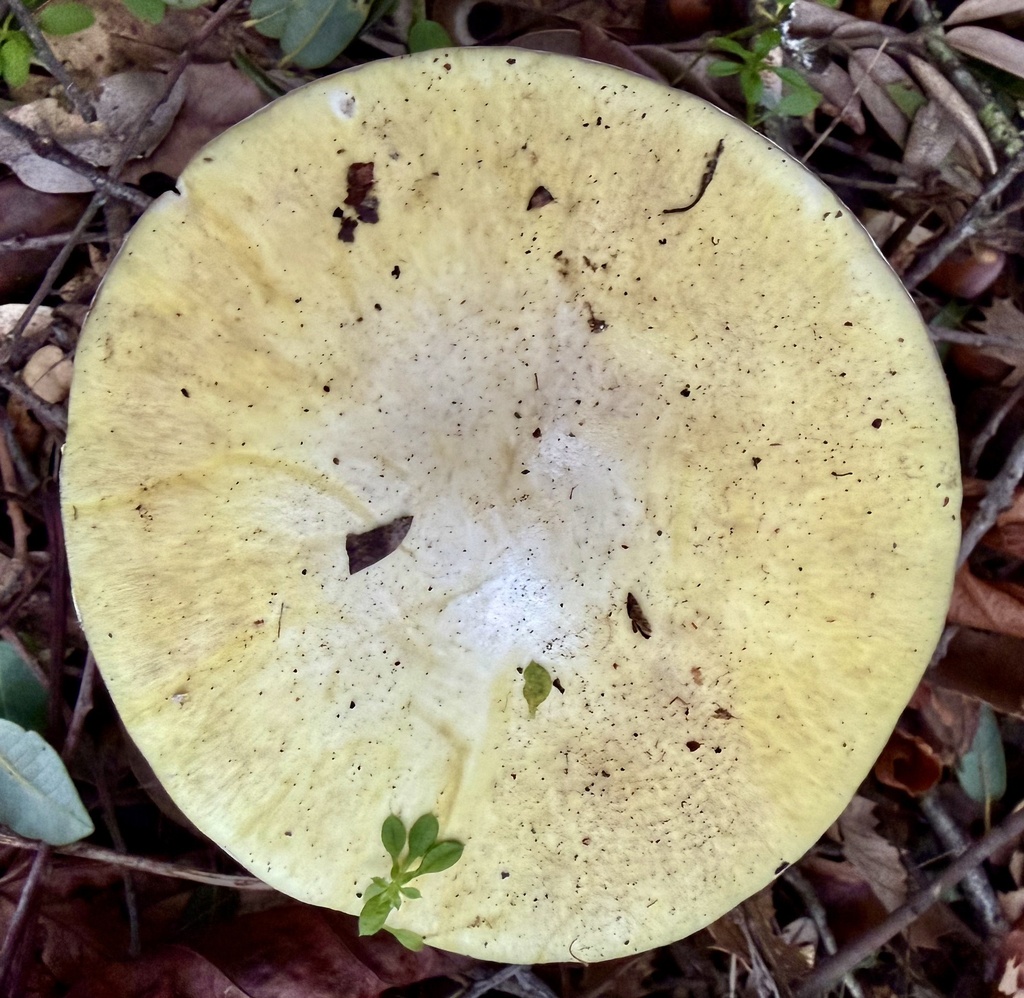 Amanita phalloides · December 2025 · photo: © hllrnnr (iNaturalist, cc0)