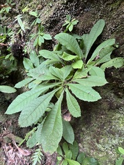 Valdivia gayana, photograph Pablo Silva, CC BY, iNaturalist via GBIF