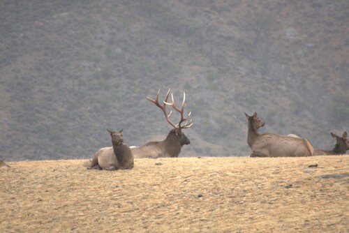 Elk photographed in Montana