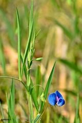 Lathyrus sativus