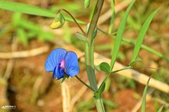 Lathyrus sativus