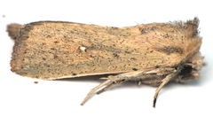 Leucania abdominalis