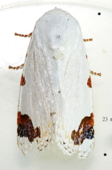 Chasmina pulchra