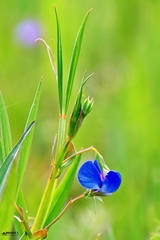 Lathyrus sativus