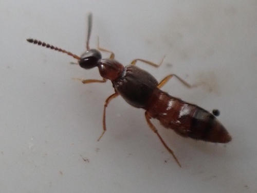 Autalia longicornis