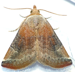 Mataeomera mesotaenia