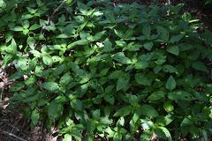 Isoglossa woodii