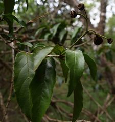 Lasiodiscus pervillei