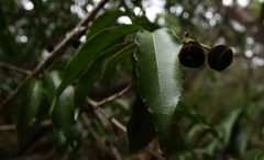 Lasiodiscus pervillei