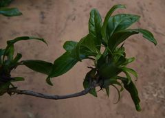 Leptactina delagoensis